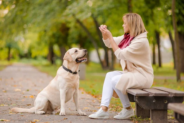 Ung Kvinna Sitter Bänk Parken Och Hennes Labrador Promenader Närheten — Stockfoto