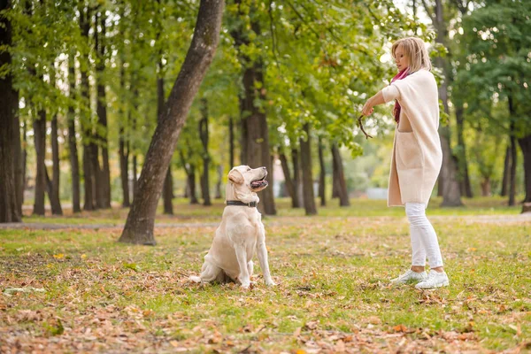 Ung Kvinna Leker Med Sin Hund Labrador Parken Höst Kastar — Stockfoto