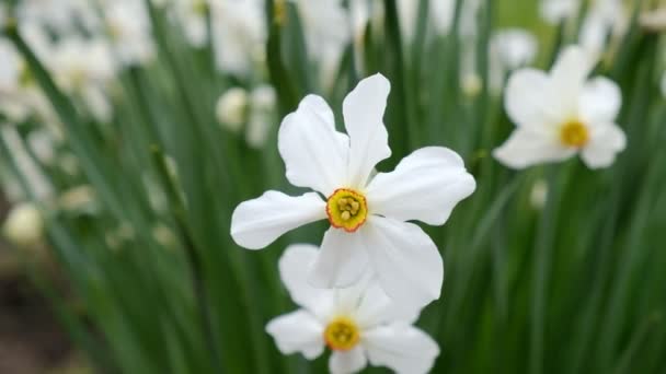 Daffodils floresceu na primavera no jardim . — Vídeo de Stock