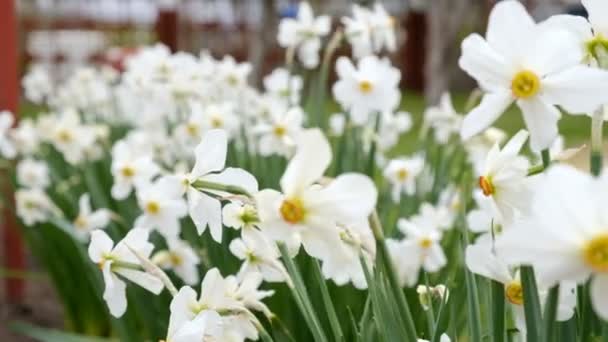 Narcisos florecieron en primavera en el jardín . — Vídeo de stock