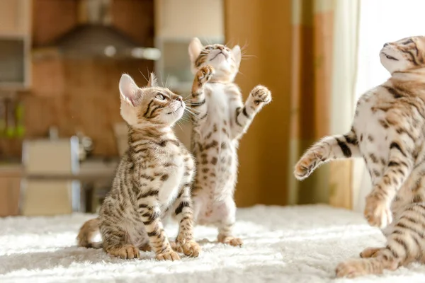 Bengaliska kattungar sitter på soffan i huset — Stockfoto