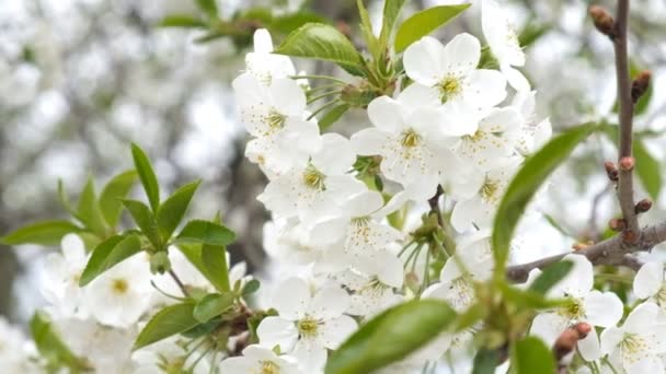 Körsbärsträd blommade våren. — Stockvideo