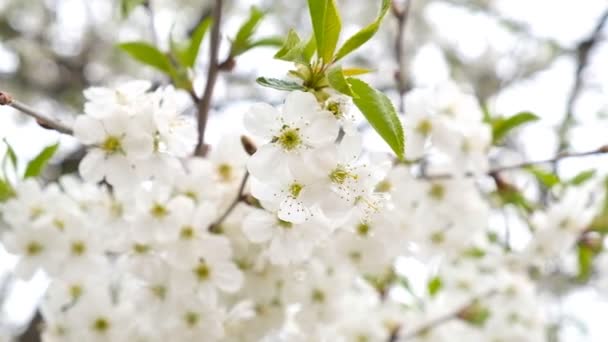Cerejeira floresceu na primavera . — Vídeo de Stock