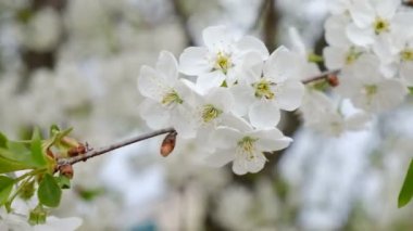 Kiraz ağacının baharda çiçek.