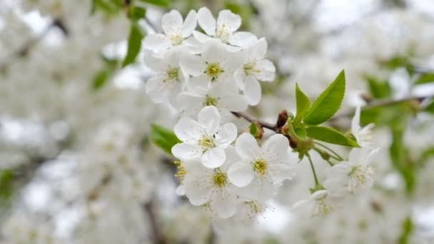 Cerejeira floresceu na primavera . — Vídeo de Stock