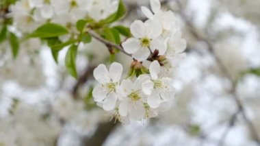 Kiraz ağacının baharda çiçek.