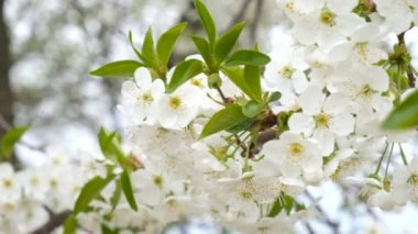 Kiraz ağacının baharda çiçek.