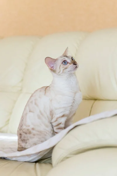 Branco Bengala gato sentado no sofá da casa . — Fotografia de Stock
