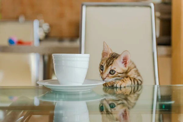 Meraklı bir Bengalli kedi yemek masasında bir fincan kokluyor..