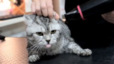Profesyonel kedi bakım salonunda kurulanıyor.