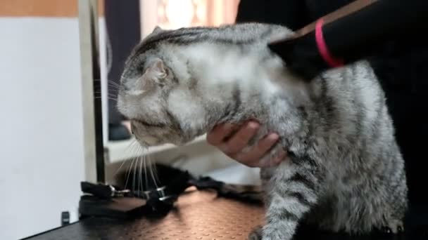 Профессиональная сушка кошек в салоне ухода за кошкой — стоковое видео