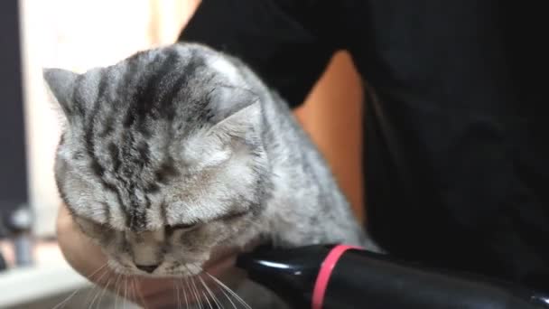 털깎는 미용실에서의 전문 고양이 건조 — 비디오