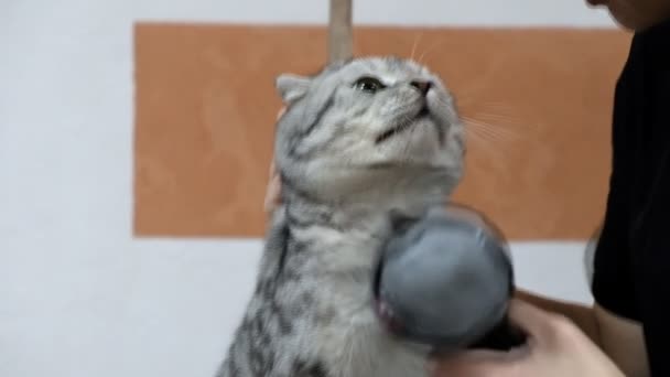 Профессиональная сушка кошек в салоне ухода за кошкой — стоковое видео