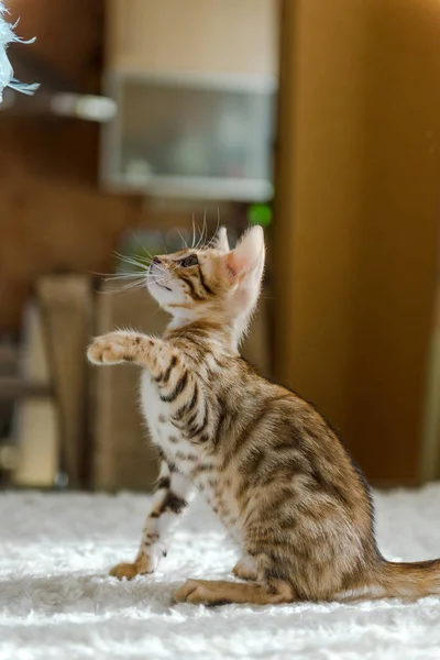 Das Kätzchen bengal sitzt auf dem Tisch im Haus. — Stockfoto