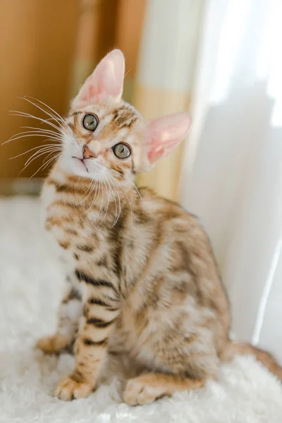 Kattungen bengal sitter på bordet i huset. — Stockfoto