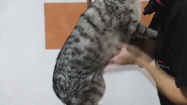Profesyonel Kedi Bakım Salonunda Kurulanıyor — Stok video