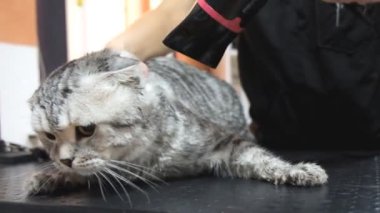 Profesyonel kedi bakım salonunda kurulanıyor.