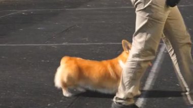 Konuşma köpekler Galce corgi Show'da.