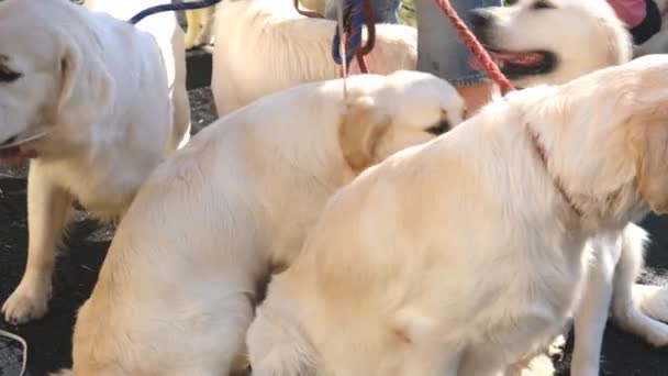 Perros Golden Retrievers participan en una exposición canina . — Vídeos de Stock
