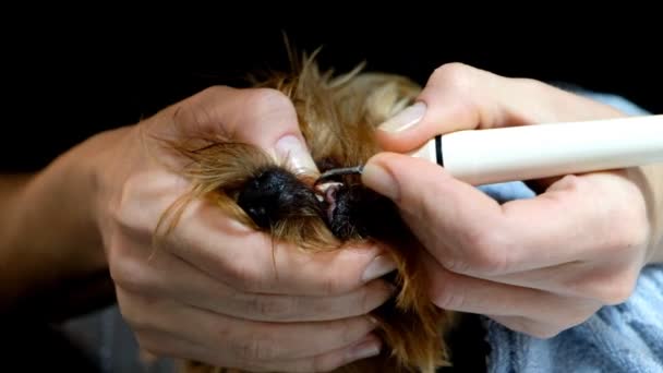 Profesjonalne Czyszczenie Zębów Psa Yorkshire Terrier Weterynarza — Wideo stockowe