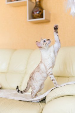 evde kanepede oturan beyaz Bengal kedisi.