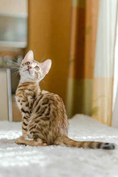 Chaton Bengale Est Assis Sur Table Dans Maison — Photo