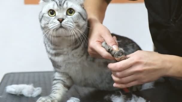 Mulher profissional corta garras para Scottish Fold gato no salão de arrumação . — Vídeo de Stock