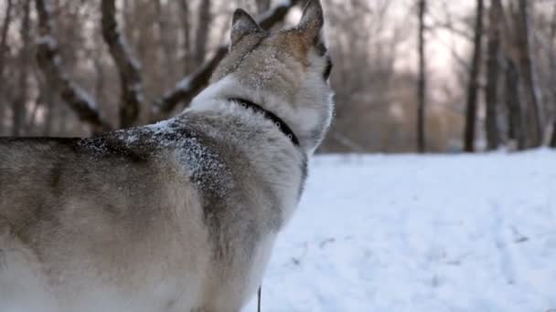 Pies rasy husky na spacerze w parku w zimie. — Wideo stockowe