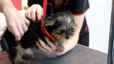 Yorkshire terrier köpek damat bir salonda için profesyonel bakım.