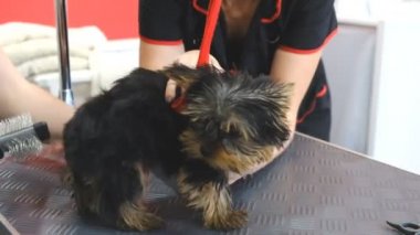 Yorkshire terrier köpek damat bir salonda için profesyonel bakım.