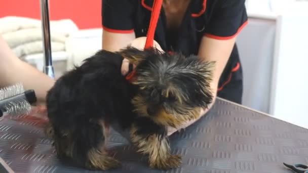 Cuidado profesional de un perro terrier de Yorkshire en un salón de aseo . — Vídeo de stock