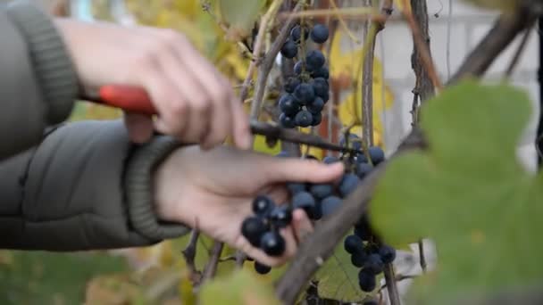 Mujer está recogiendo uvas azules maduras en otoño . — Vídeos de Stock