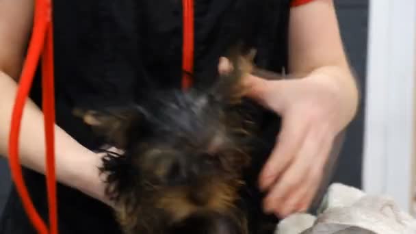 Profesjonalne suszenie Yorkshire Terrier w salonie uwodzenia. Suszenie psów. — Wideo stockowe