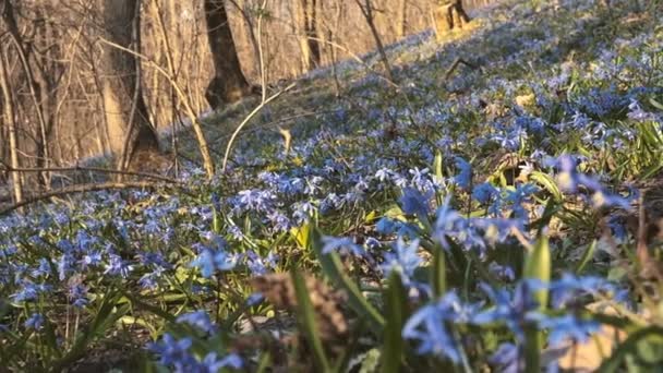 Scilla blommade våren i parken — Stockvideo