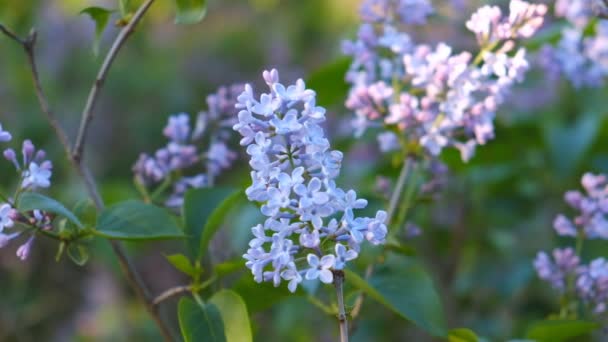 Lilac flowers bloom in spring in the park — Stock Video