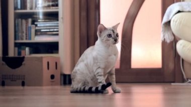 white Bengal cat sits on a sofa