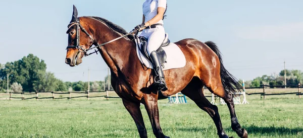 Una Mujer Jinete Monta Caballo Una Competición Saltos —  Fotos de Stock