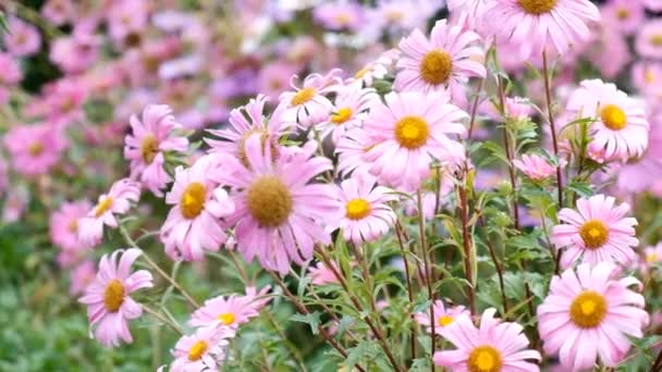 Asters bloomed in autumn — Stock Video