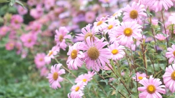 Astry kvetly na podzim — Stock video