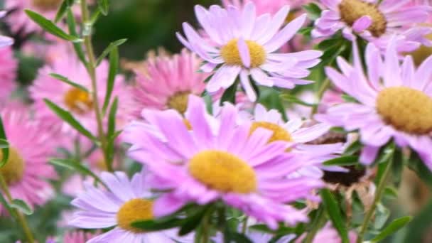 Asters bloomed in autumn — Stock Video