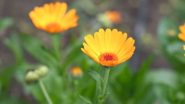 Calendula blommade i höst — Stockvideo