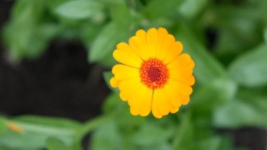 Calendula sonbaharda çiçek