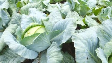 lahana bahçesinde sonbaharda hasat