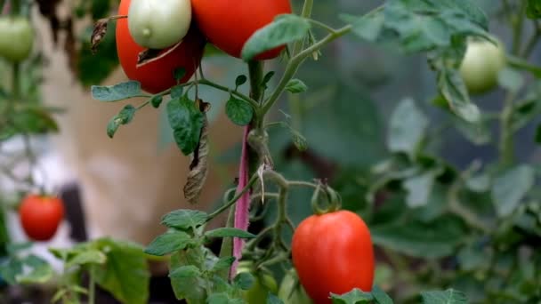 culture estivale de tomates 