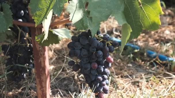 Голубой виноград созревает на виноградной лозе — стоковое видео