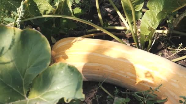 Una lunga zucca maturata su un letto — Video Stock