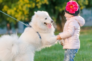 küçük kız köpeğini Samoyed Park ile yürüyor