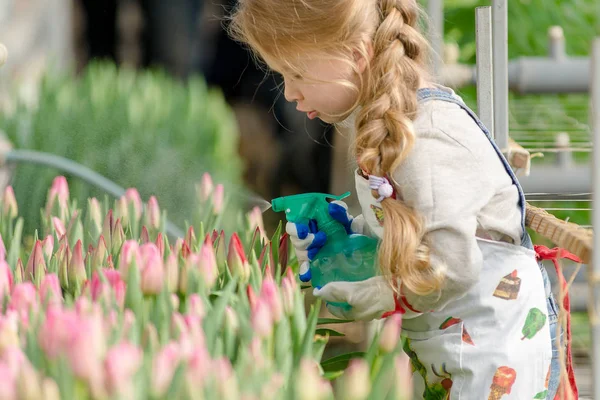 Malá holčička posype vody tulipány ve skleníku. — Stock fotografie