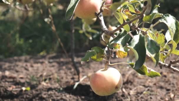 Apples ripened on a tree in the fall. — Stock Video