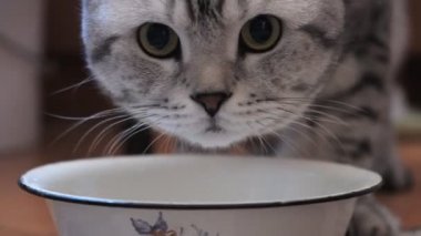 Scottish Fold kedi onun kase su içecekler.